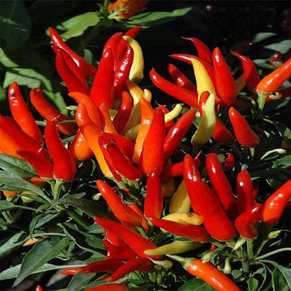 Ornamental Pepper Plant – image 6