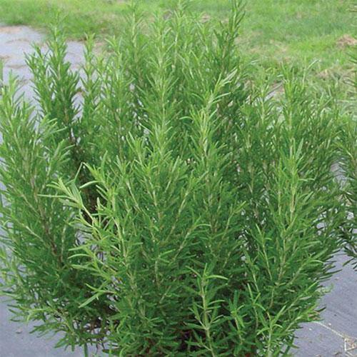 Rosmarinus Officialis, Rosemary Herb Outdoor – image 5