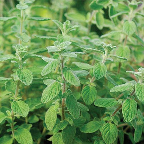 Zaatar Herb Thyme – image 3