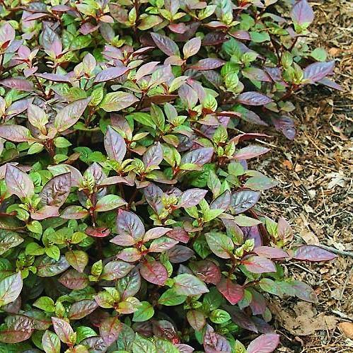 Alternanthera Red, Red Sessile, Joyweed (small) – image 3