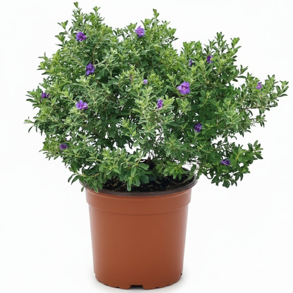 Leucophyllum Frutescens, Texas Sage – image 1