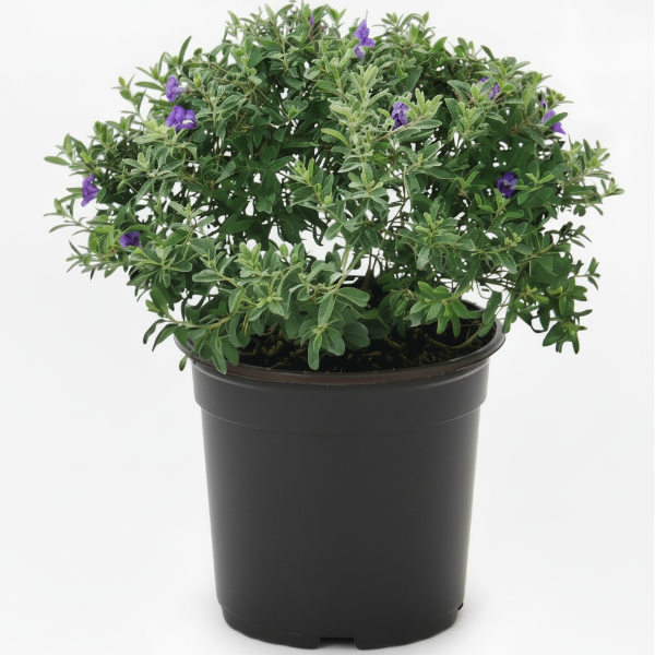 Leucophyllum Frutescens, Texas Sage – image 2