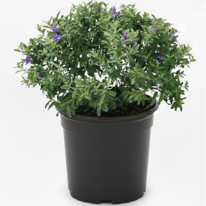 Leucophyllum Frutescens, Texas Sage – image 2
