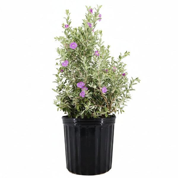 Leucophyllum Frutescens, Texas Sage – image 5