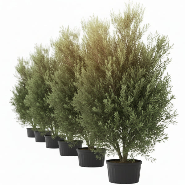 Olea Europaea , Olive Tree, Conical Shape – image 2