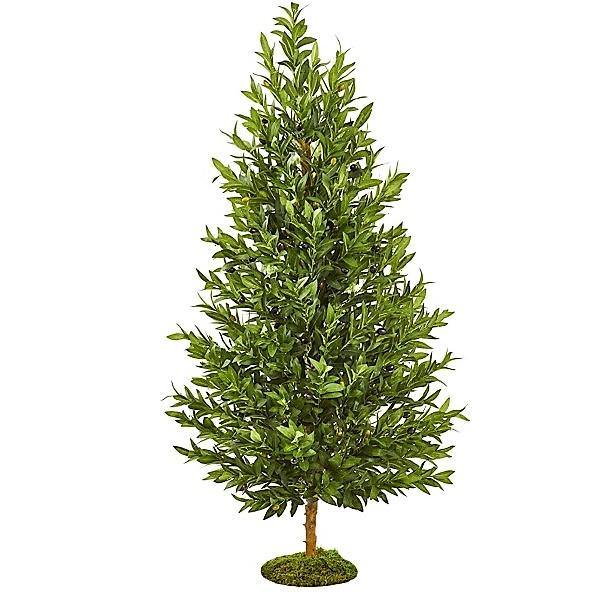 Olea Europaea , Olive Tree, Conical Shape – image 4