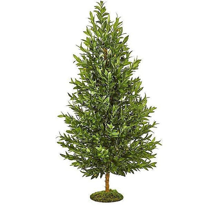 Olea Europaea , Olive Tree, Conical Shape – image 4