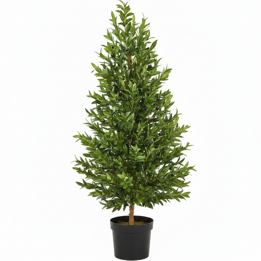 Olea Europaea , Olive Tree, Conical Shape – image 1