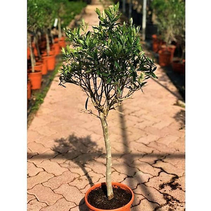 Olive Tree (Olea europaea) - main product image