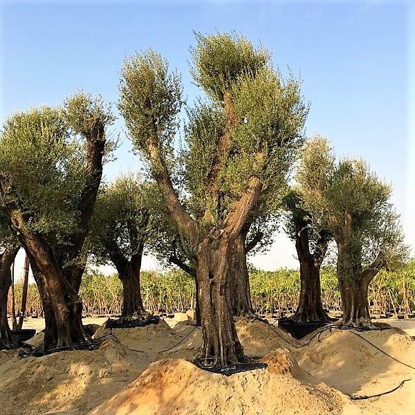 Olive Tree, Olea Europaea – image 7