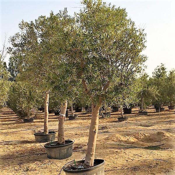 Olive Tree, Olea Europaea – image 10