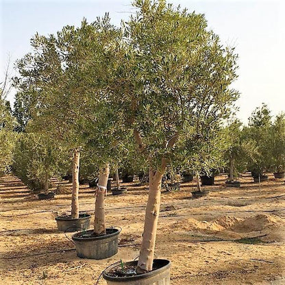Olive Tree, Olea Europaea – image 10
