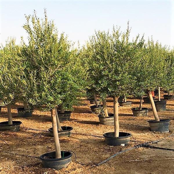Olive Tree, Olea Europaea – image 8