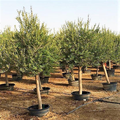 Olive Tree, Olea Europaea – image 8