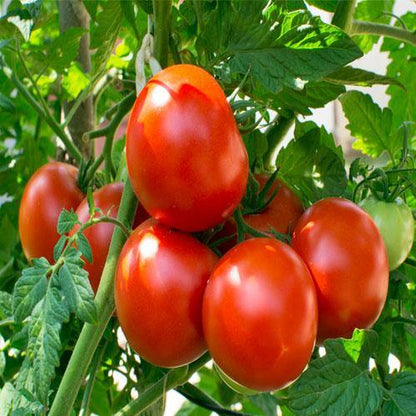 Tomato Plant – image 6