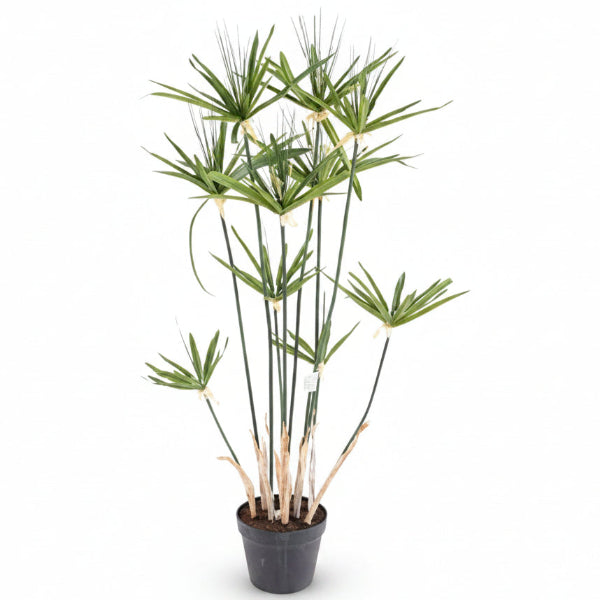 Cyperus Alternifolius, Umbrella Papyrus – image 2