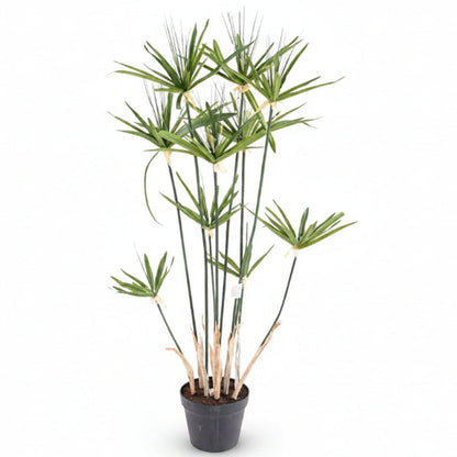 Cyperus Alternifolius, Umbrella Papyrus – image 2
