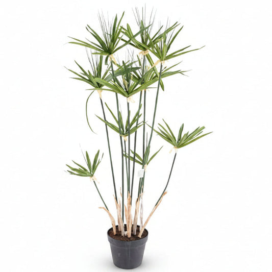 Cyperus Alternifolius, Umbrella Papyrus – image 2