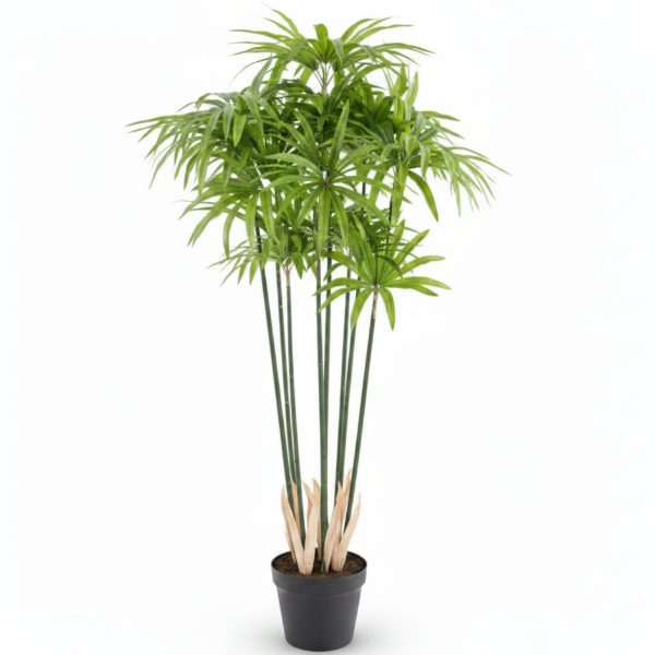 Cyperus Alternifolius, Umbrella Papyrus – image 4