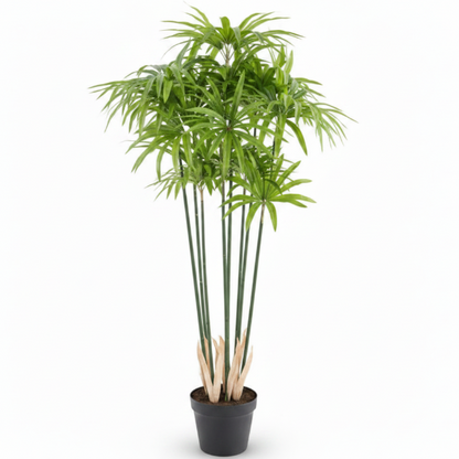 Cyperus Alternifolius, Umbrella Papyrus – image 4