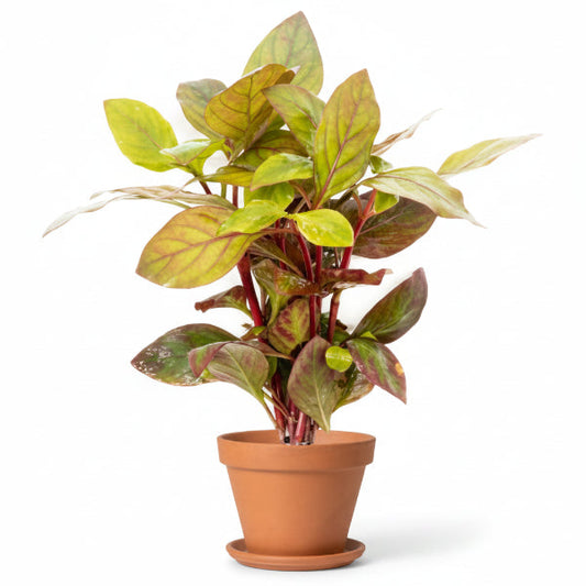 Alternanthera Red, Red Sessile, Joyweed (small) – image 2