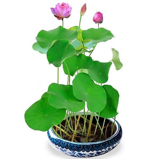 Sacred Lotus, Nelumbo Nucifera – image 1
