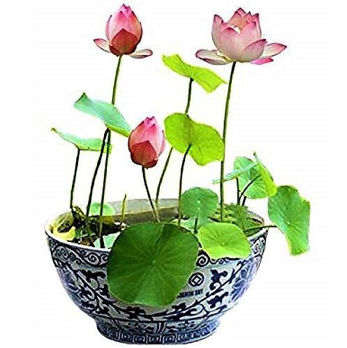 Sacred Lotus, Nelumbo Nucifera – image 3