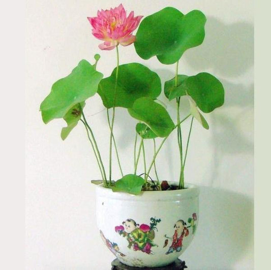 Sacred Lotus, Nelumbo Nucifera – image 2