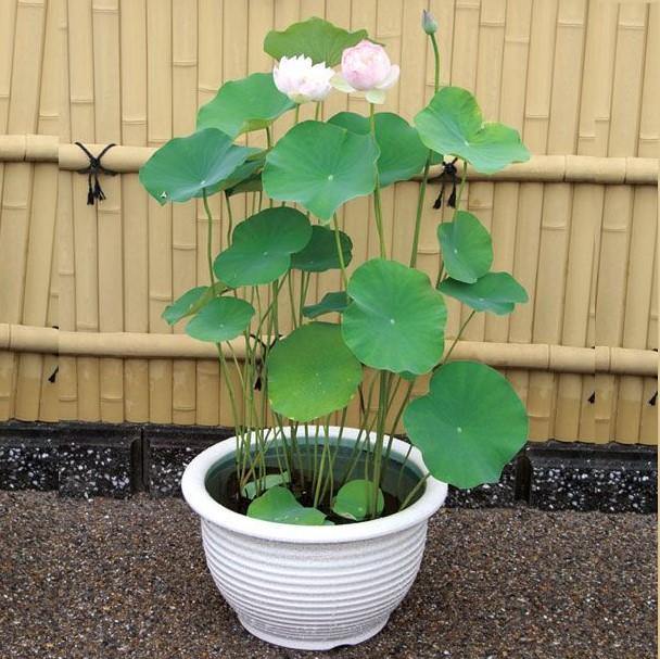 Sacred Lotus, Nelumbo Nucifera – image 4