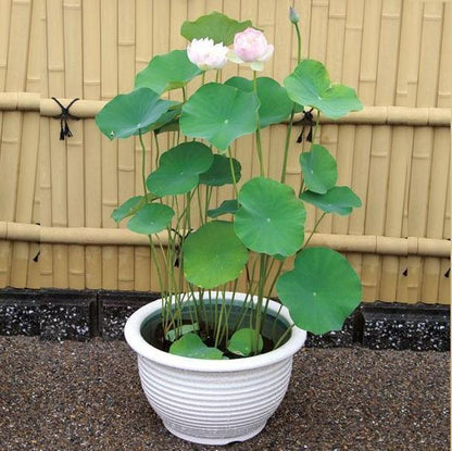 Sacred Lotus, Nelumbo Nucifera – image 4