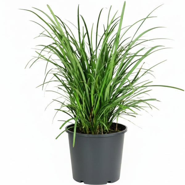 Dwarf Lilyturf, Ophiopogon Jaburan – image 1