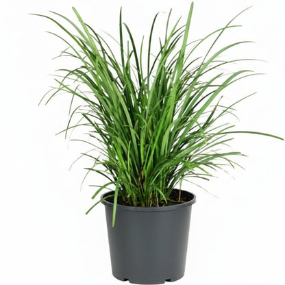 Dwarf Lilyturf, Ophiopogon Jaburan – image 1