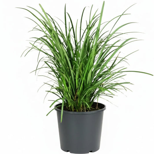 Dwarf Lilyturf, Ophiopogon Jaburan – image 1