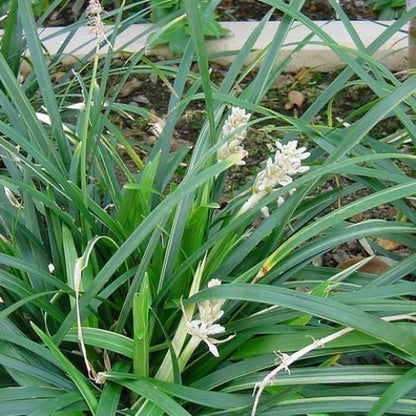 Dwarf Lilyturf, Ophiopogon Jaburan – image 4