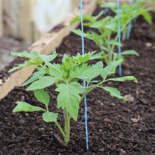 Tomato Plant – image 5