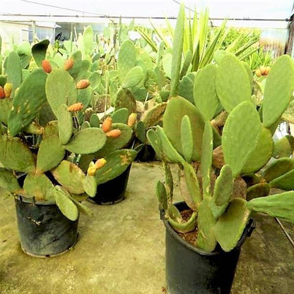 Opuntia Ficus Indica, Barbary Fig, Indian Fig – image 3