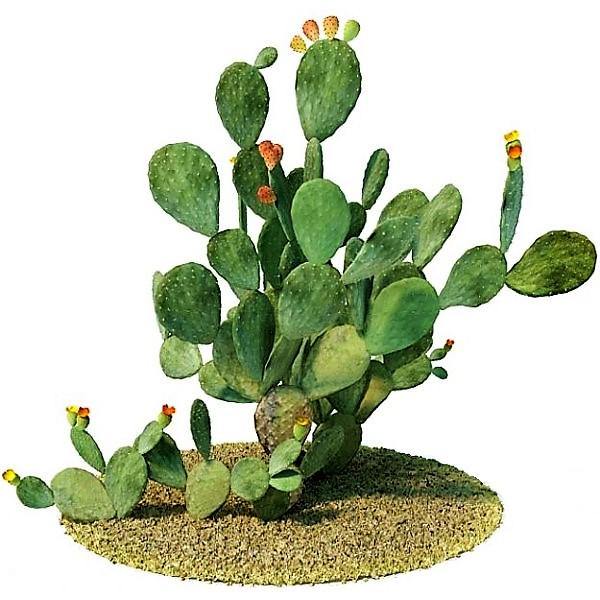Opuntia Ficus Indica, Barbary Fig, Indian Fig – image 5