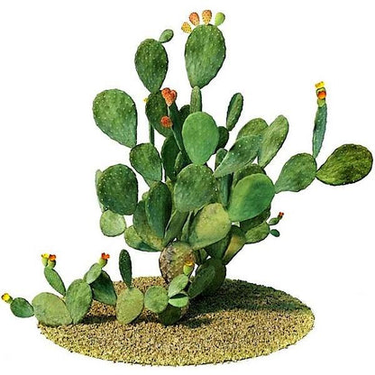 Opuntia Ficus Indica, Barbary Fig, Indian Fig – image 5