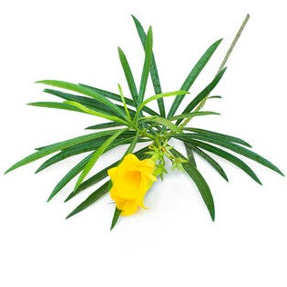Thevetia Peruviana, Cascabela Thevetia, Yellow Oleander – image 4