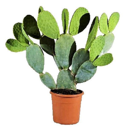 Opuntia Ficus Indica, Barbary Fig, Indian Fig – image 4