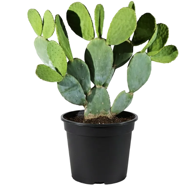 Opuntia Ficus Indica, Barbary Fig, Indian Fig – image 2