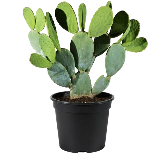 Opuntia Ficus Indica, Barbary Fig, Indian Fig – image 2