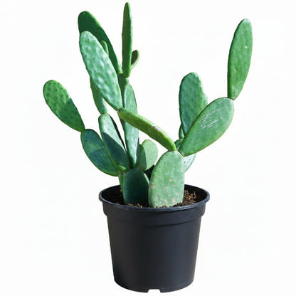 Opuntia Ficus Indica, Barbary Fig, Indian Fig – image 1
