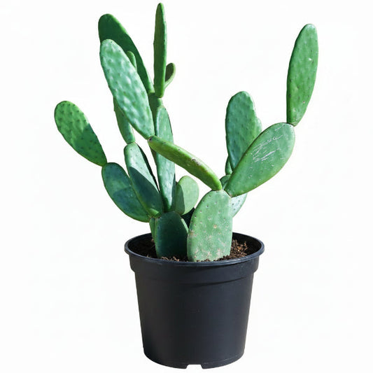 Opuntia Ficus Indica, Barbary Fig, Indian Fig – image 1