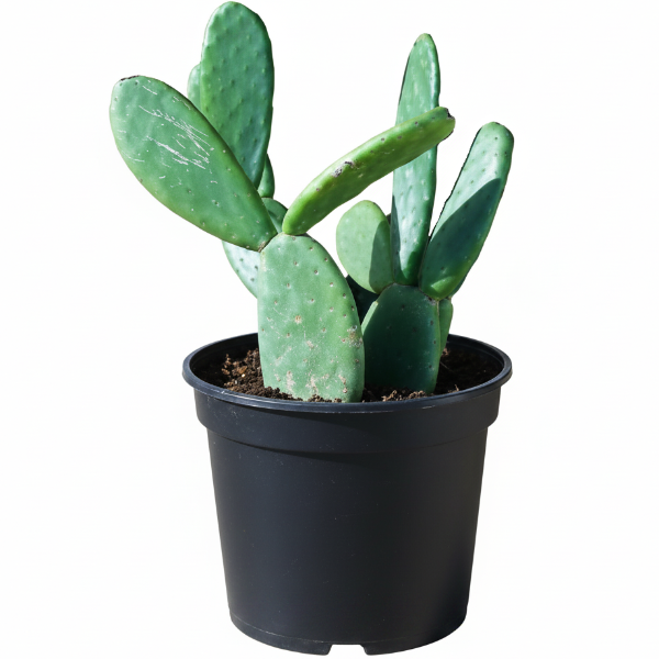 Opuntia Ficus Indica, Barbary Fig, Indian Fig – image 8