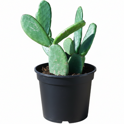 Opuntia Ficus Indica, Barbary Fig, Indian Fig – image 8