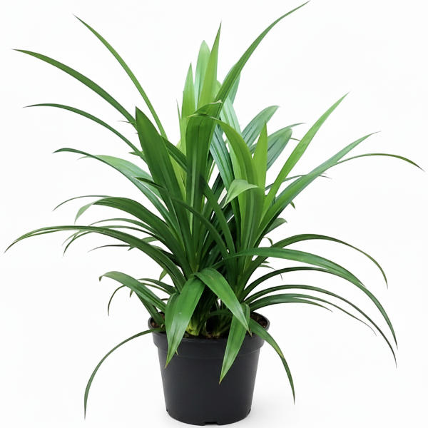 Pandanus Baptistii – image 1