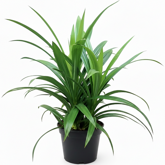 Pandanus Baptistii – image 1