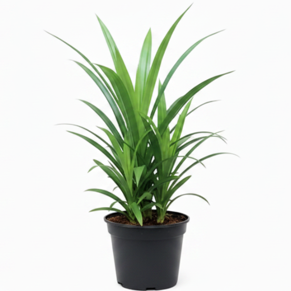 Pandanus Baptistii – image 6