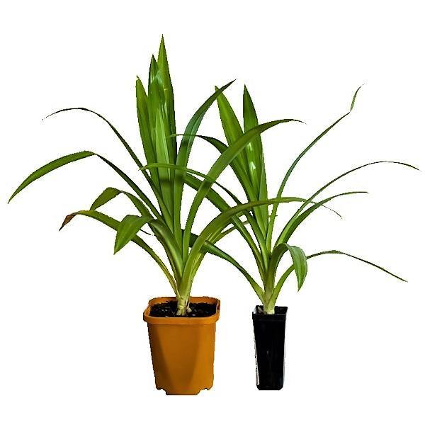 Pandanus Baptistii – image 3